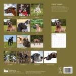 Great Dane 2026 Wall Calendar for Dog Lovers