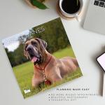 Great Dane 2026 Wall Calendar for Dog Lovers