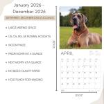 Great Dane 2026 Wall Calendar for Dog Lovers
