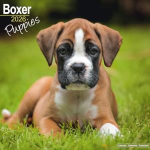Boxer Puppies 2026 Wall Calendar for Dog Lovers