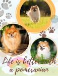 Inspirational Pomeranian Blanket for Dog Lovers