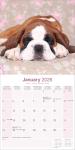 Boxer Puppies 2026 Wall Calendar for Dog Lovers