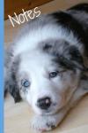 Blue Merle Border Collie Puppy Notebook