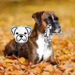 Boxer Stud Earrings for Dog Lovers
