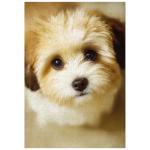 Vintage Shih Tzu Puppy 300-Piece Jigsaw Puzzle
