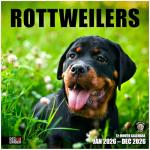 Rottweiler Rescue 2026 Wall Calendar