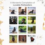 Rottweiler Rescue 2026 Wall Calendar