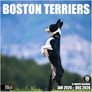 Boston Terrier 2026 Wall Calendar for Dog Lovers