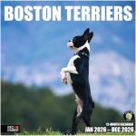 Boston Terrier 2026 Wall Calendar for Dog Lovers