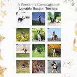 Boston Terrier 2026 Wall Calendar for Dog Lovers
