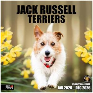 Cute Jack Russell Terrier Wall Calendar 2026
