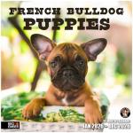 French Bulldog Puppies 2026 Wall Calendar