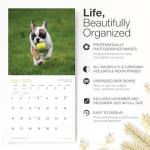 French Bulldog Puppies 2026 Wall Calendar