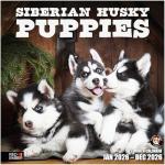 Siberian Husky Puppies 2026 Wall Calendar