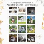 Siberian Husky Puppies 2026 Wall Calendar