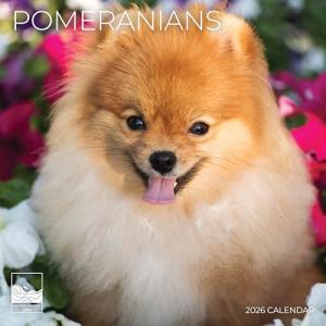 Pomeranian 2026 Wall Calendar for Dog Lovers