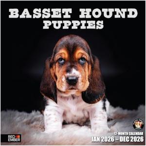 Basset Hound Puppies 2026 Wall Calendar