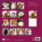 Pomeranian 2026 Wall Calendar for Dog Lovers