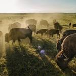 Bison Bacon Cranberry Bars - 12 Count Box