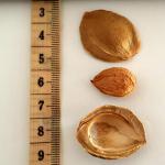 Organic California Bitter Apricot Seeds - 8 OZ