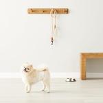 Amazon Basics Super Absorbent Male Dog Diapers, Leak-Proof Disposable Wrap with Wetness Indicator, Secure Fit, Breathable, X-Small, 30 Count