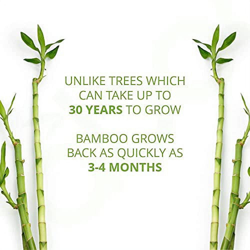 Tree-Free Bamboo Toilet Paper - Eco Friendly 2 Ply