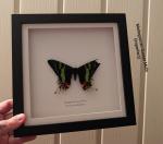Madagascan Sunset Moth Skull Decor Gift