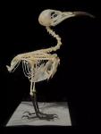 Real Bird Skeleton: Skeleton Bee-Eater Decor