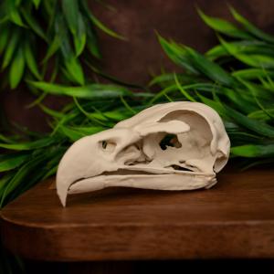 Museum-Quality Bald Eagle Skull Replica