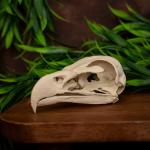 Museum-Quality Bald Eagle Skull Replica