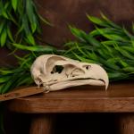 Museum-Quality Bald Eagle Skull Replica