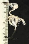 Real Bird Skeleton: Skeleton Bee-Eater Decor