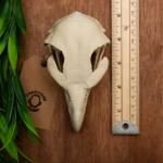 Museum-Quality Bald Eagle Skull Replica