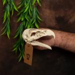 Museum-Quality Bald Eagle Skull Replica