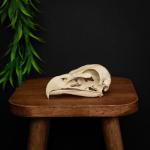 Museum-Quality Bald Eagle Skull Replica