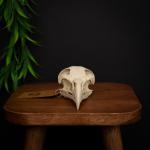 Museum-Quality Bald Eagle Skull Replica