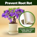 Bonsai Tree Kit - Grow 4 Unique Trees