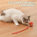 Chewie Viral Rolling Pet Ball for Cats and Dogs