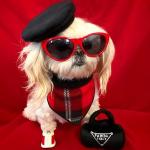 Plush Pawda Handbag Dog Toy with Squeaker