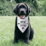 New Puppy Announcement Bandana for Dog Owners