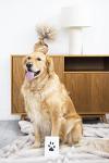 Mess-Free Pet Ink Pad for Paws and Prints