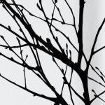 FMFUNCTEX 100% Blackout Curtains 84 Inches Long for Bedroom, Black White Thermal Insulated Room Darkening Patterned Curtains, Modern Tree Branch Drapes for Living Room,Grommet Top 2 Panels Set