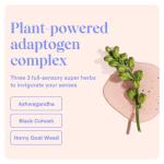 Playground Date Night Intimate Serum and Moisturizing Lubricant for Women, Vegan Lotion with Hyaluronic Acid, Vitamin E, Ashwagandha, Vanilla & Champagne Essence for Smooth Non Sticky Glide, 3.7 Fl Oz