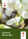 North America Pollinators Playing Cards Deck