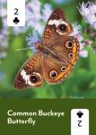 North America Pollinators Playing Cards Deck