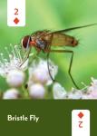 North America Pollinators Playing Cards Deck