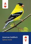 North America Bird Theme Playing Cards
