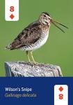 North America Bird Theme Playing Cards
