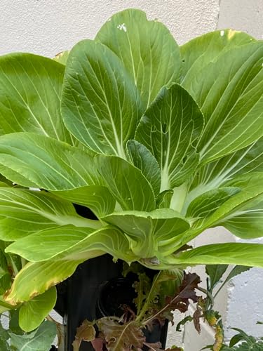 Vertical Hydroponic Growing Tower for Home Gardening