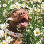 Faygarsle Flower Charm Collar for Golden Retrievers